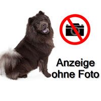 Suche Chow Chow bis 4 Jahre. Erfahrung, sowie Haus und Garten vorhanden. Geschlecht egal.