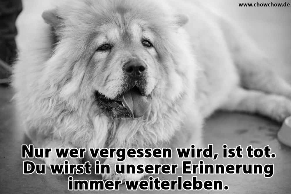 Ein Chow-Chow liegt auf dem Boden