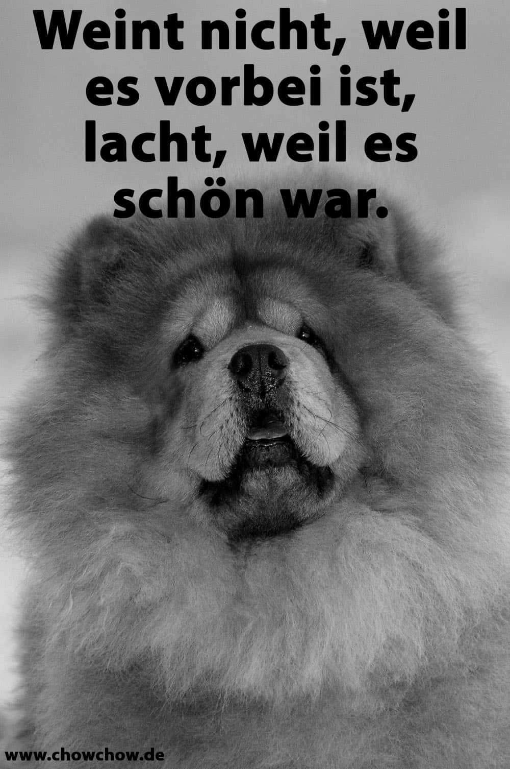 Ein verdächtiger Blick auf den Chow-Chow