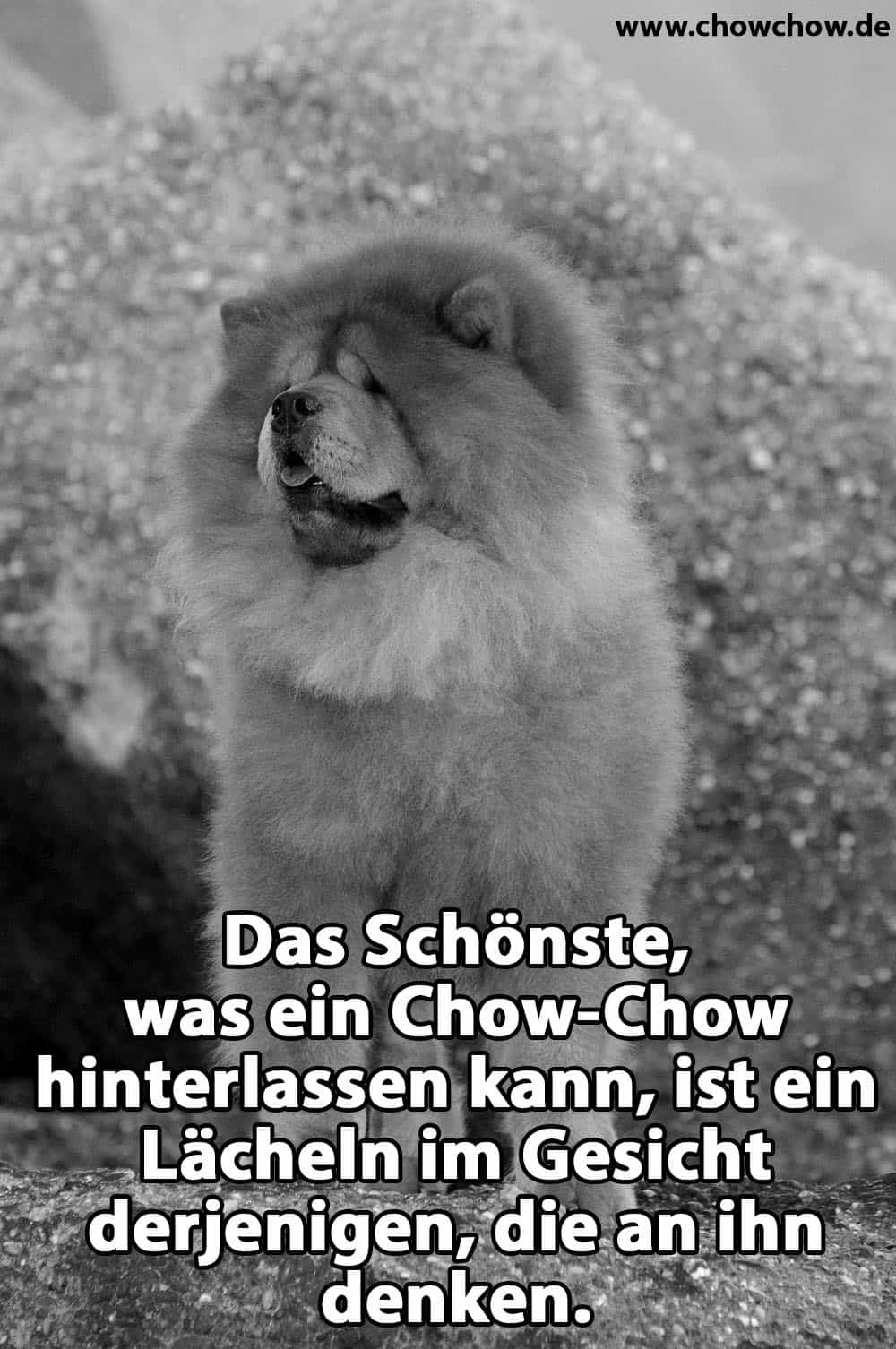 Ein Chow-Chow auf dem Rasen