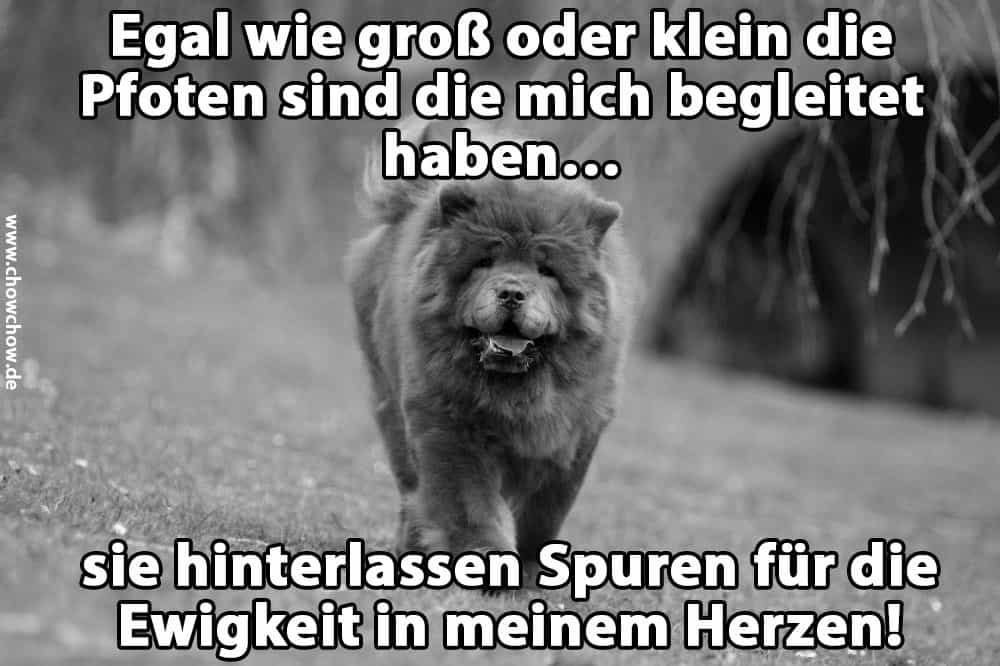 Ein Chow-Chow auf dem Rasen