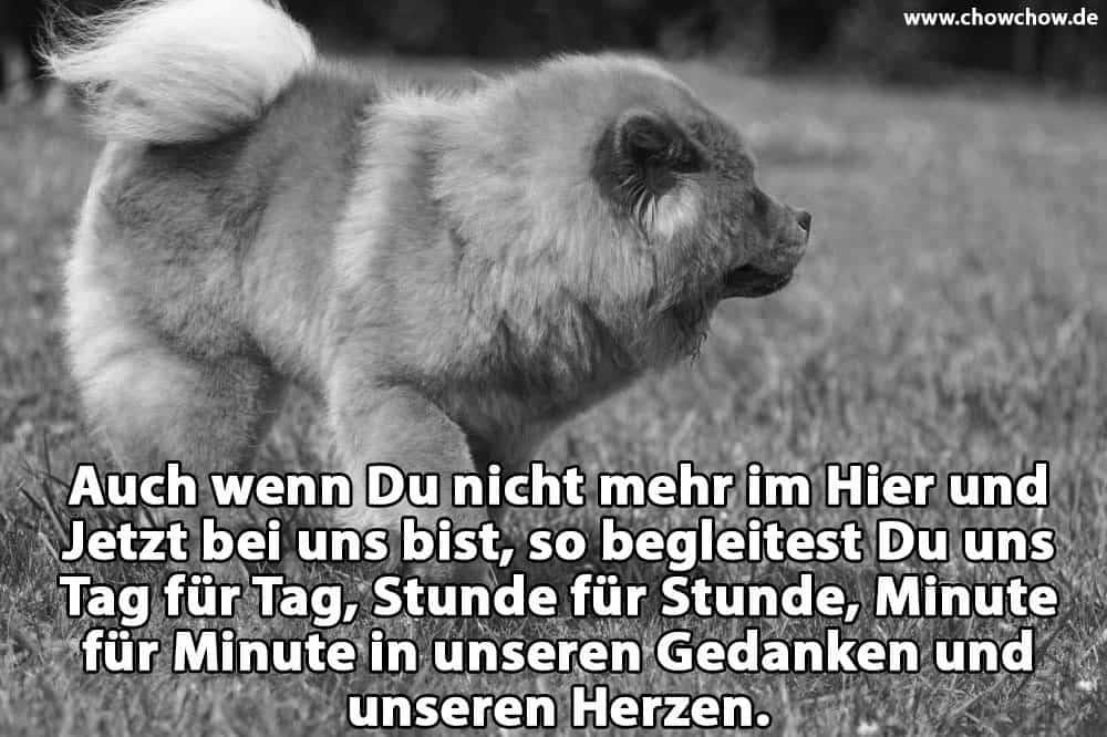 Ein Chow-Chow im Garten