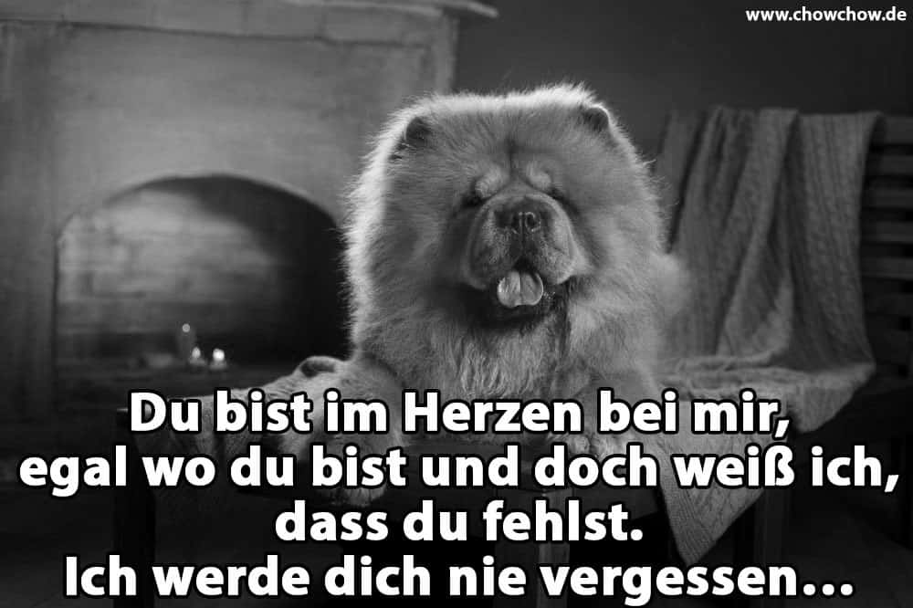 Ein Chow-Chow auf dem Tisch