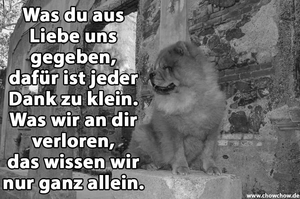 Ein Chow-Chow im Bau