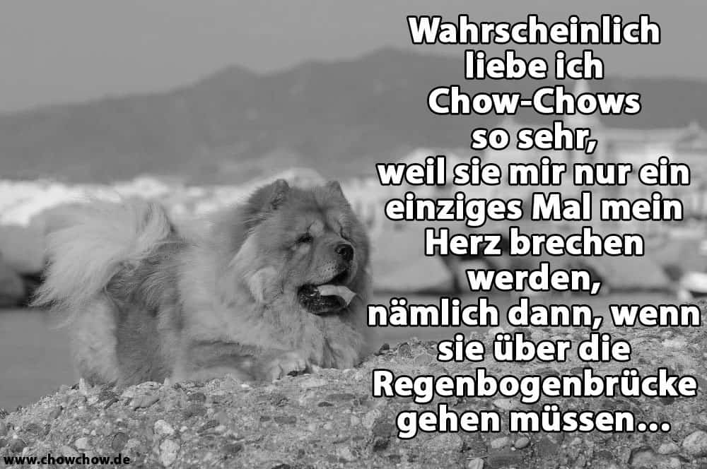 Ein Chow-Chow im Bau