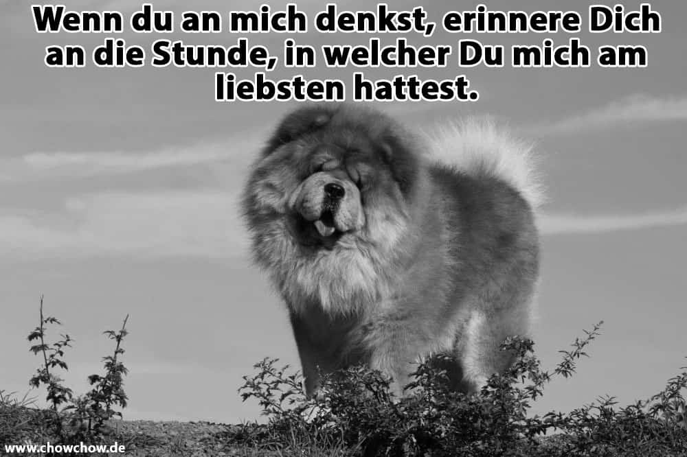 Ein Chow-Chow geht auf dem Feld