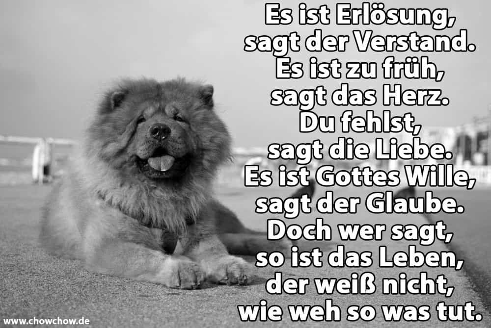 Ein Chow-Chow liegt am Strand