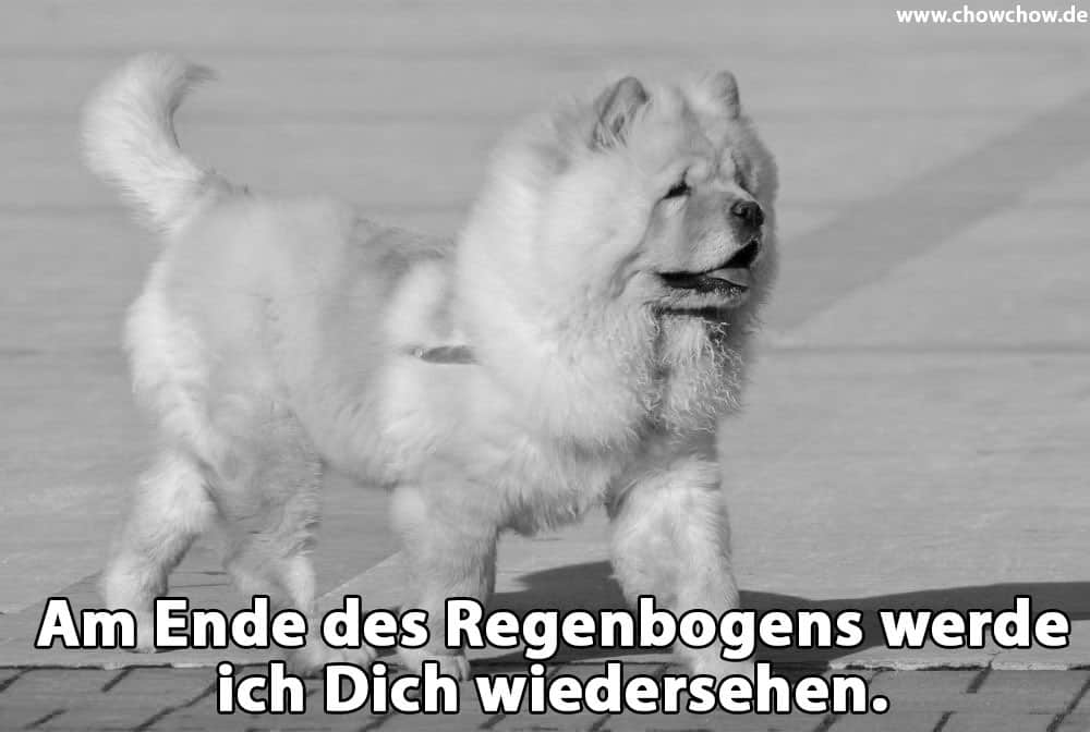 Ein Chow-Chow geht auf den Bürgersteig