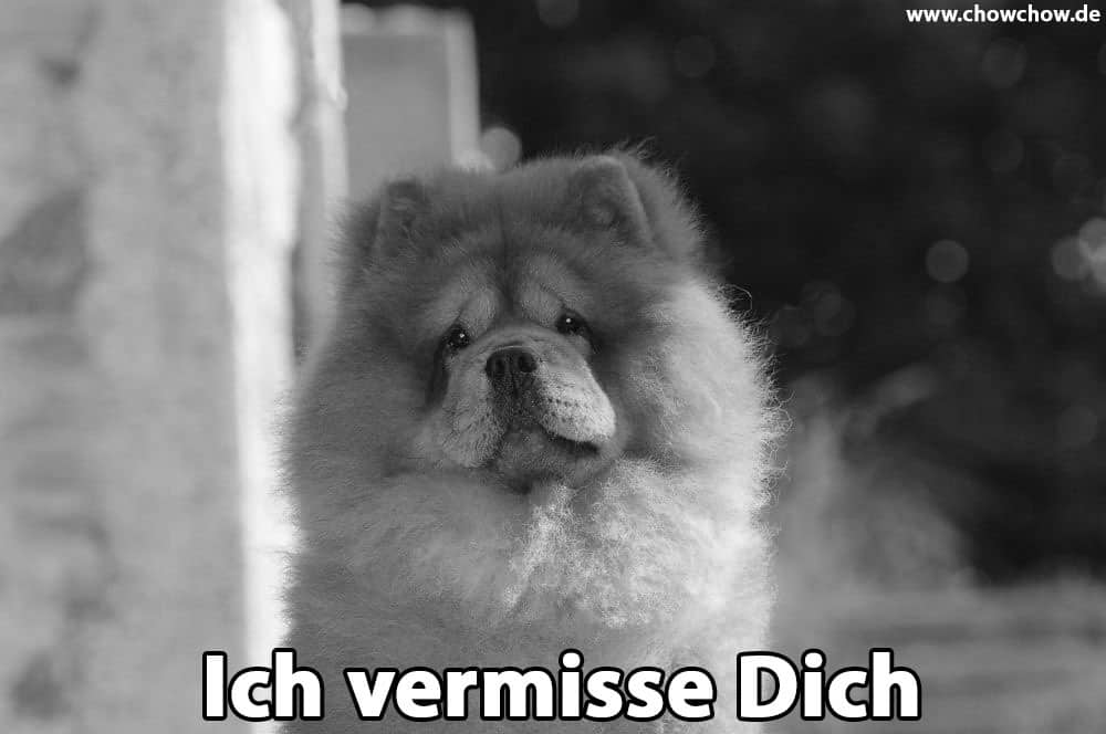 Ein trauriger Chow-Chow