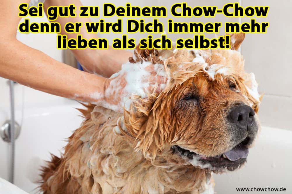 Eine Frau badet in ihrem Chow-Chow