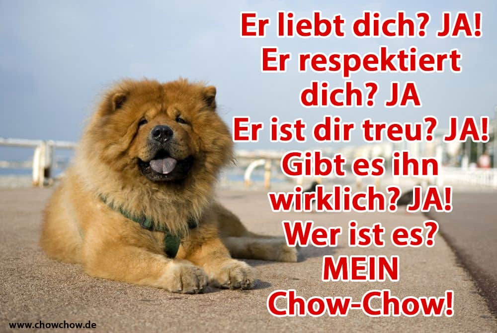 Ein glücklicher Chow-Chow, der auf dem Boden liegt