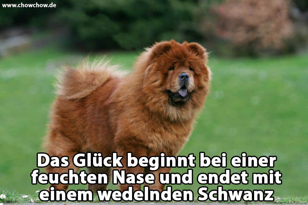 Ein Chow-Chow auf dem Rasen