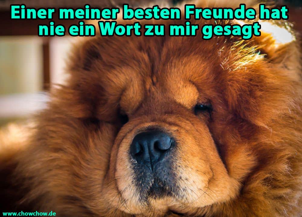 Ein schöner Chow-Chow