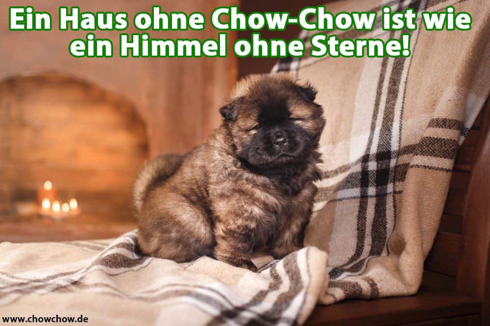 Ein Chow-Chow-Cub auf der Couch