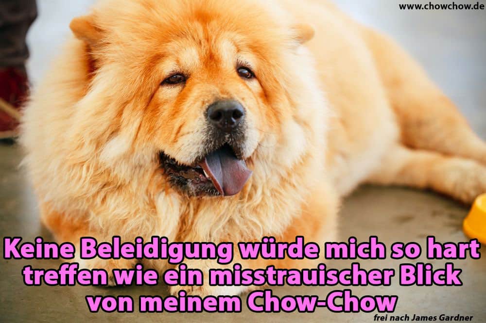 Ein müder Chow-Chow