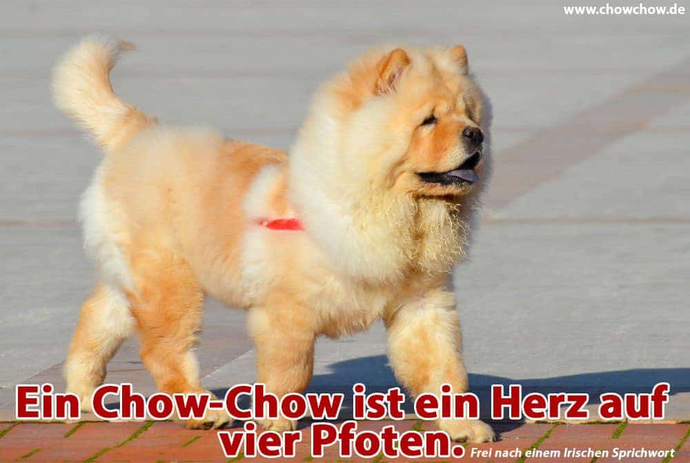 Ein Chow-Chow geht auf den Bürgersteig