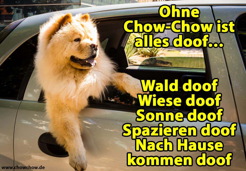 Ein Chow-Chow im Autofenster