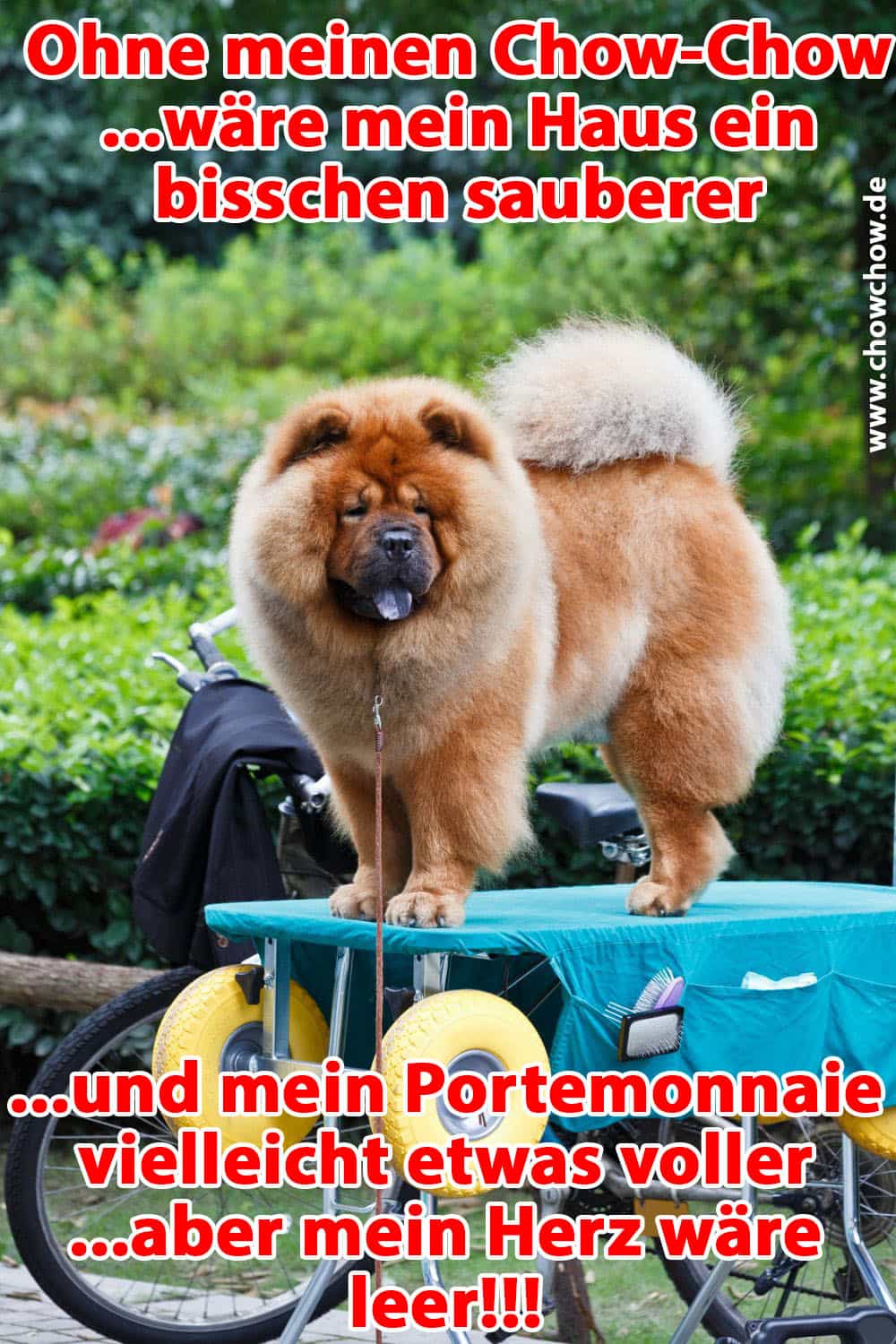 Ein Chow-Chow auf Trolley