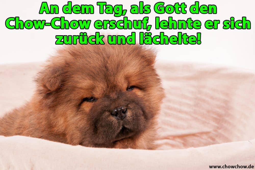 Ein Chow-Chow-Cub im Korb