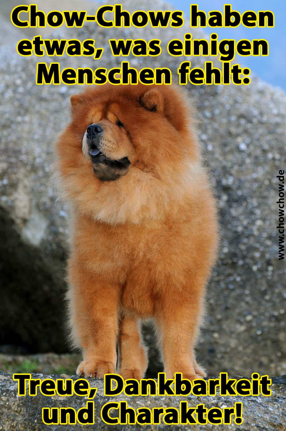 Ein Chow-Chow auf Stein