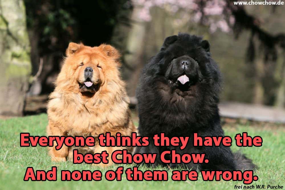 Everyone thinks they have the best Chow Chow. And none of them are wrong. Zwei schöne Chow-Chows