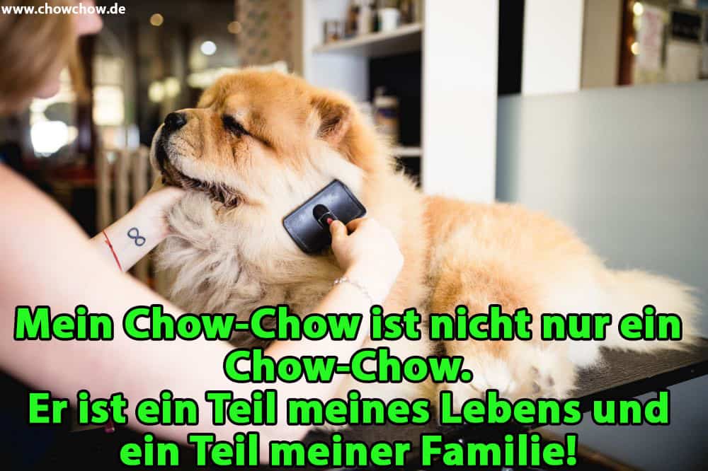 Eine Frau kämmt ihr Chow-Chow