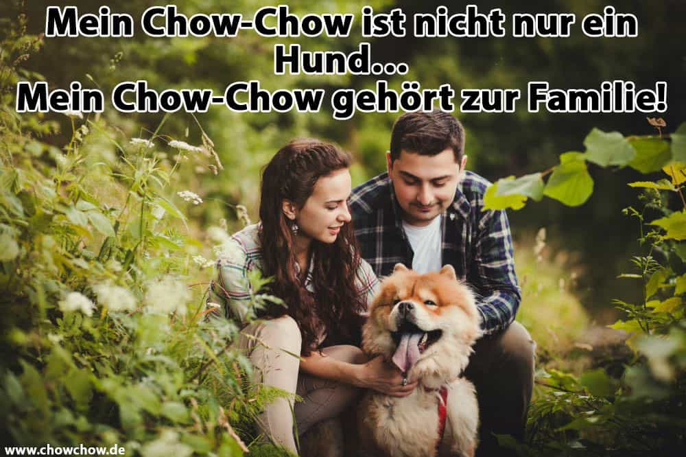 Ein paar umarmt ihre Chow-Chow