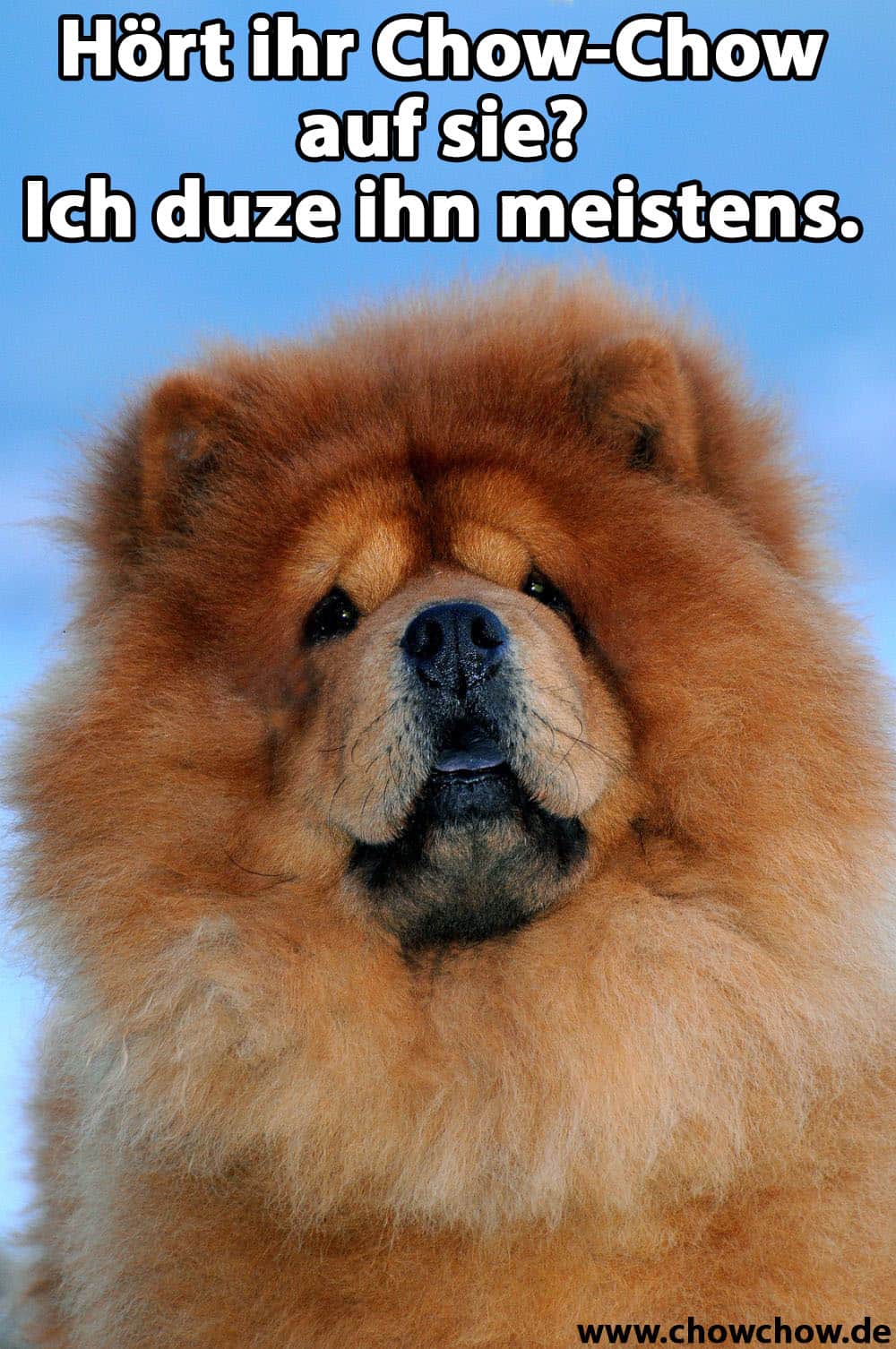 Ein Chow-Chow erschrocken