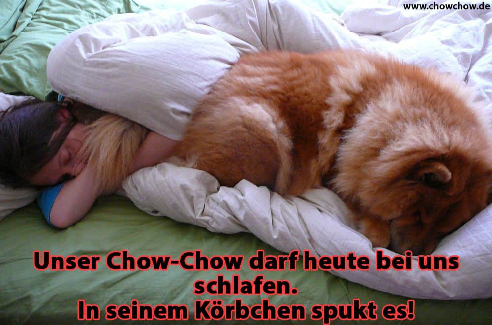 Ein Chow-Chow, der mit seinem Besitzer im Bett liegt