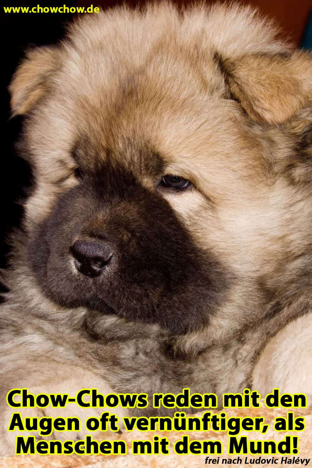 Ein trauriger Chow-Chow