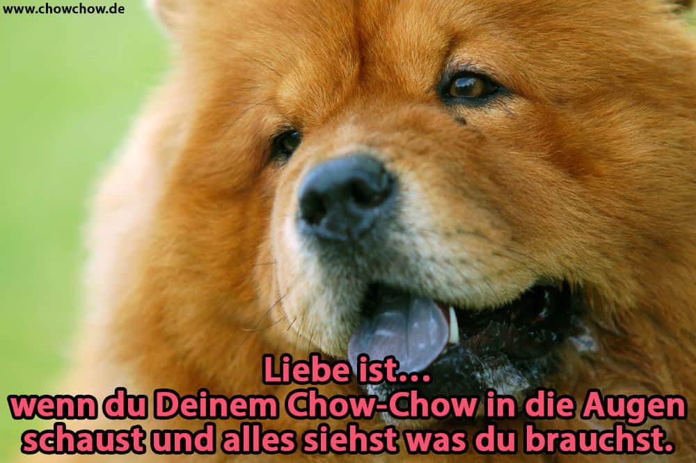 Ein Chow-Chow zeigt seine Zunge