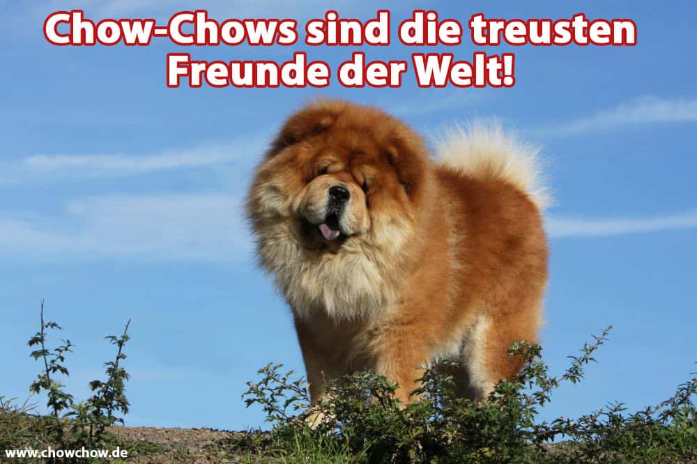 Ein Chow-Chow geht auf dem Feld