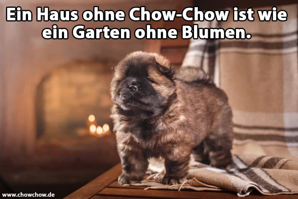 Ein Chow-Chow auf dem Tisch