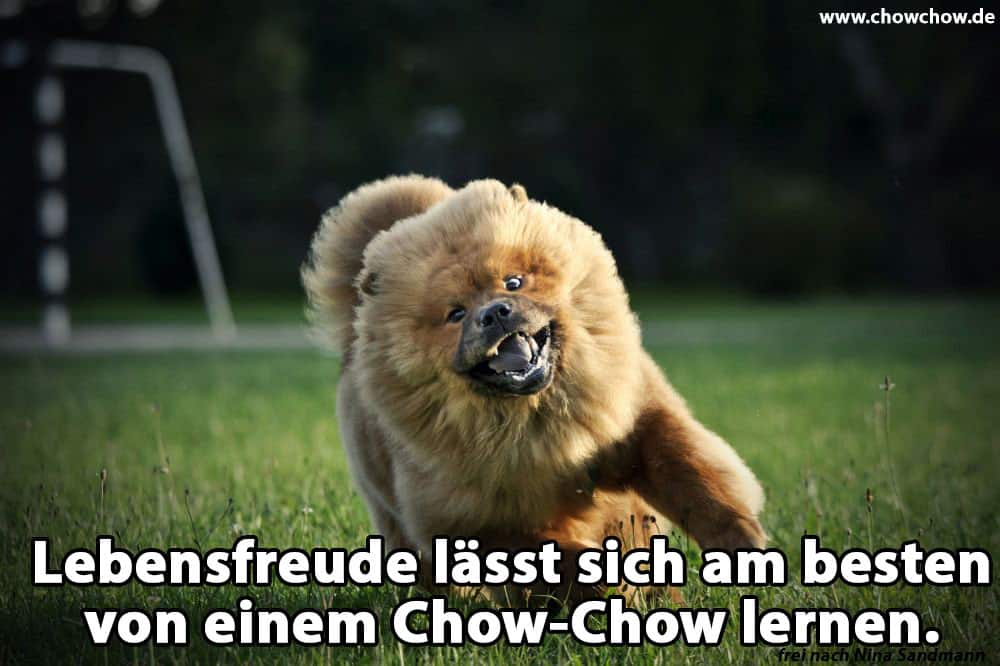 Ein Chow-Chow läuft auf dem Fußballplatz