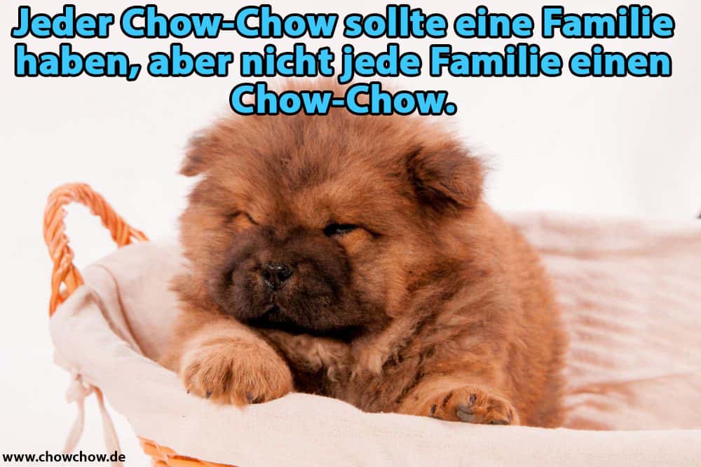 Ein Chow-Chow schläft im Korb