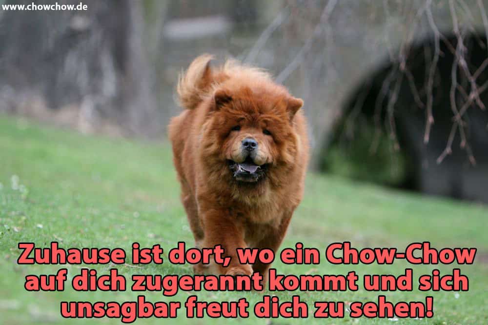 Ein Chow-Chow geht auf dem Feld