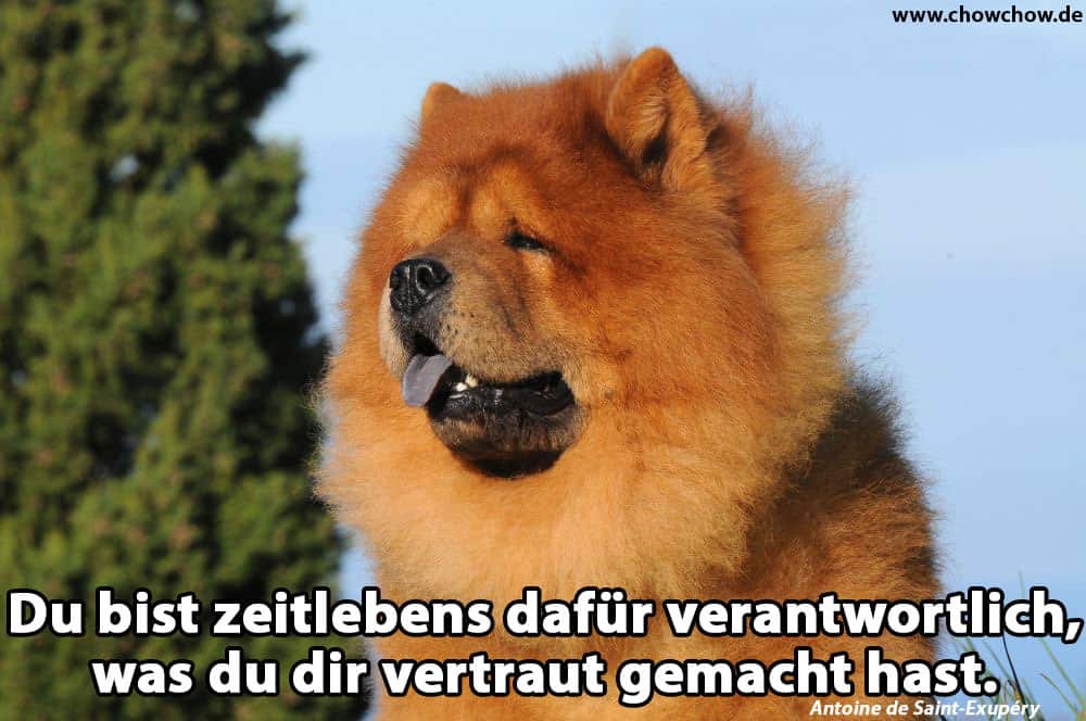 Ein trauriger Blick vom Chow-Chow