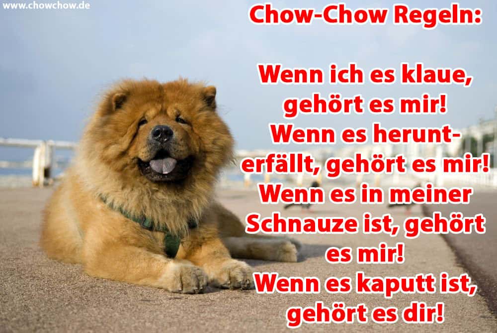 Ein Chow-Chow liegt am Strand