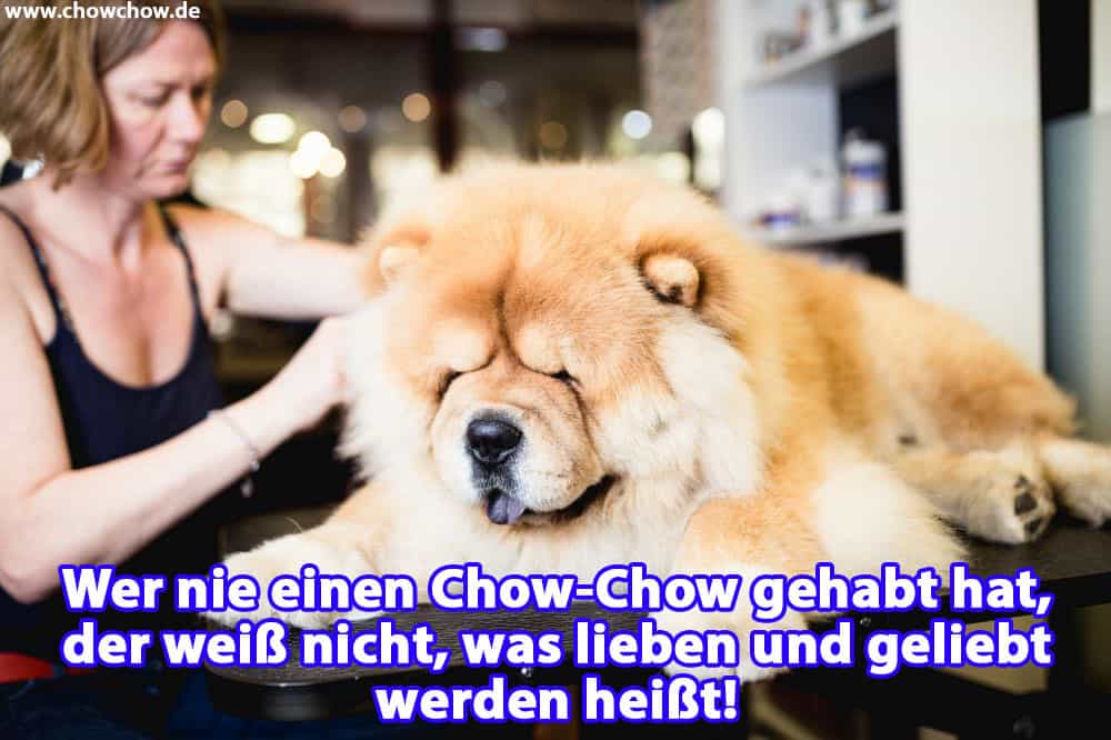 Eine Frau streichelt ihre Chow-Chow