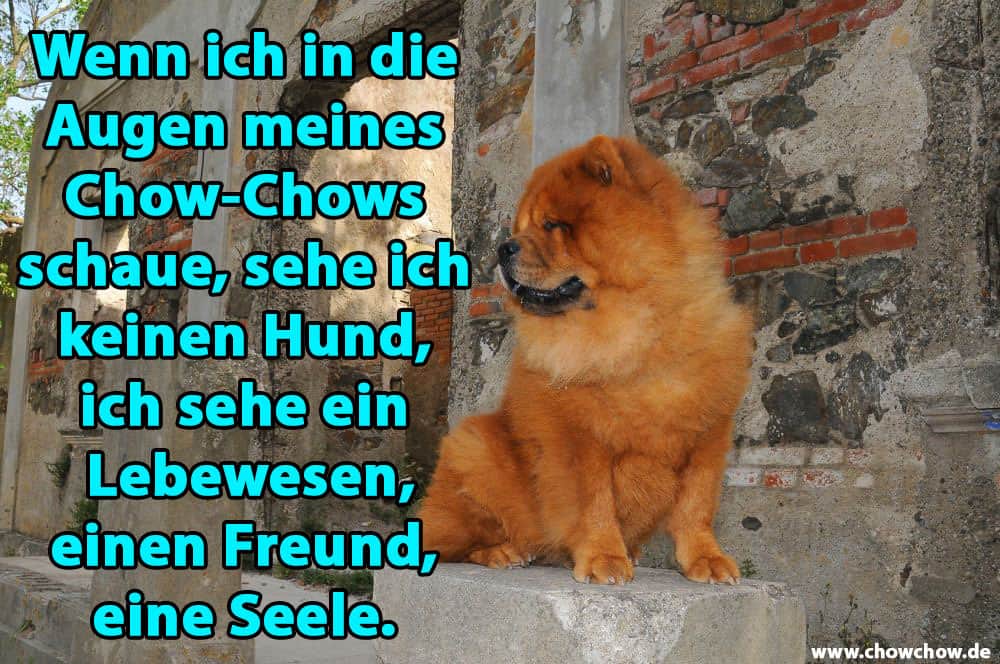 Ein Chow-Chow im Bau