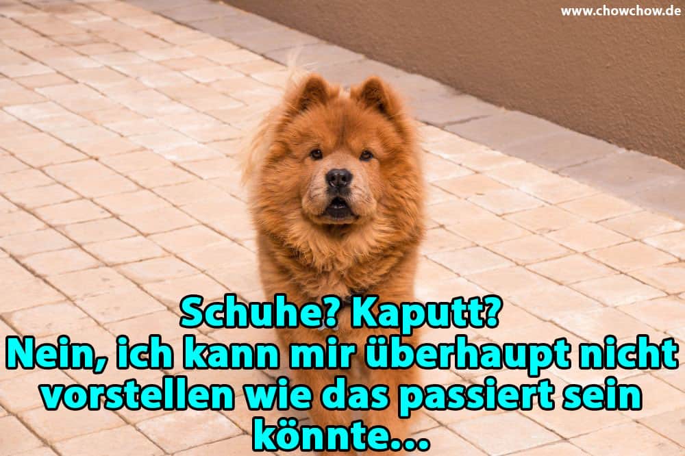 Ein Chow-Chow sieht dich an