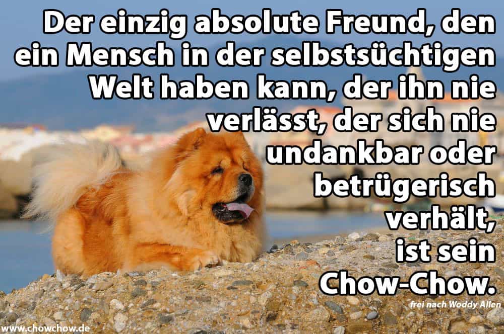 Ein Chow-Chow geht auf Steine