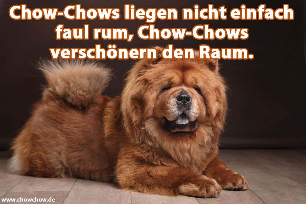 Ein Chow-Chow liegt auf dem Boden