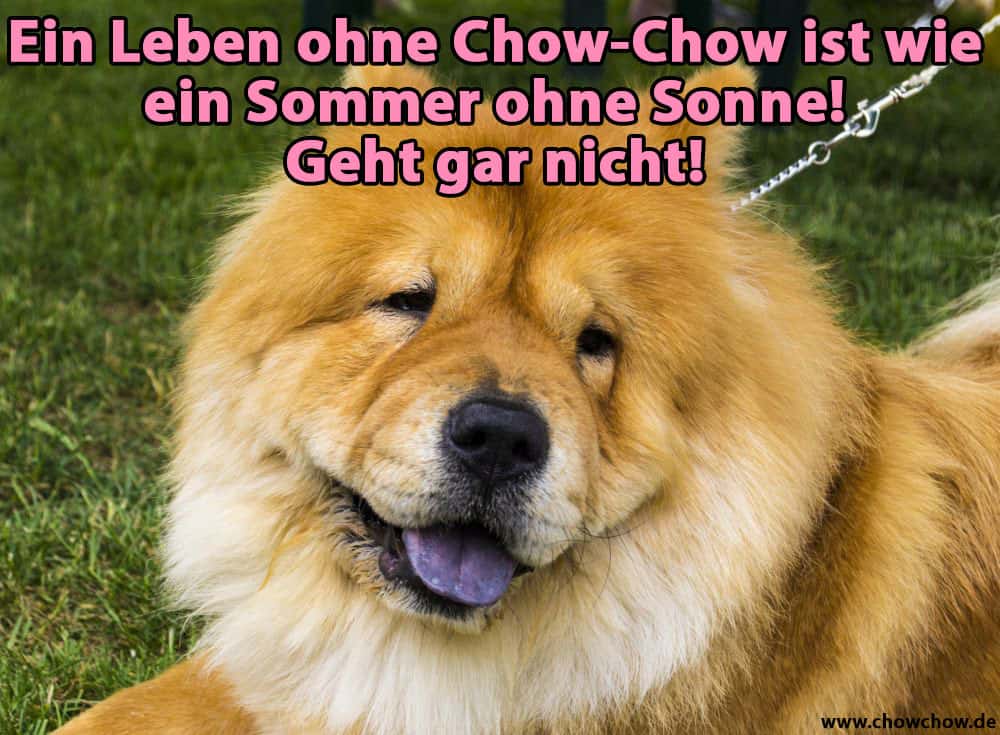 Ein verdächtiger Blick auf den Chow-Chow