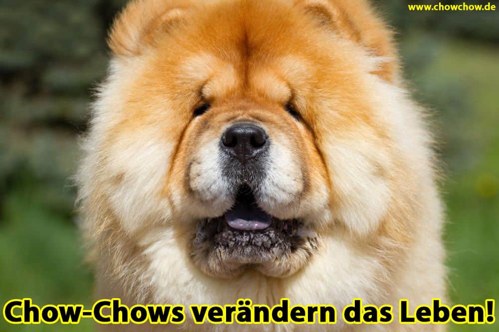 Ein verdächtiger Blick auf den Chow-Chow