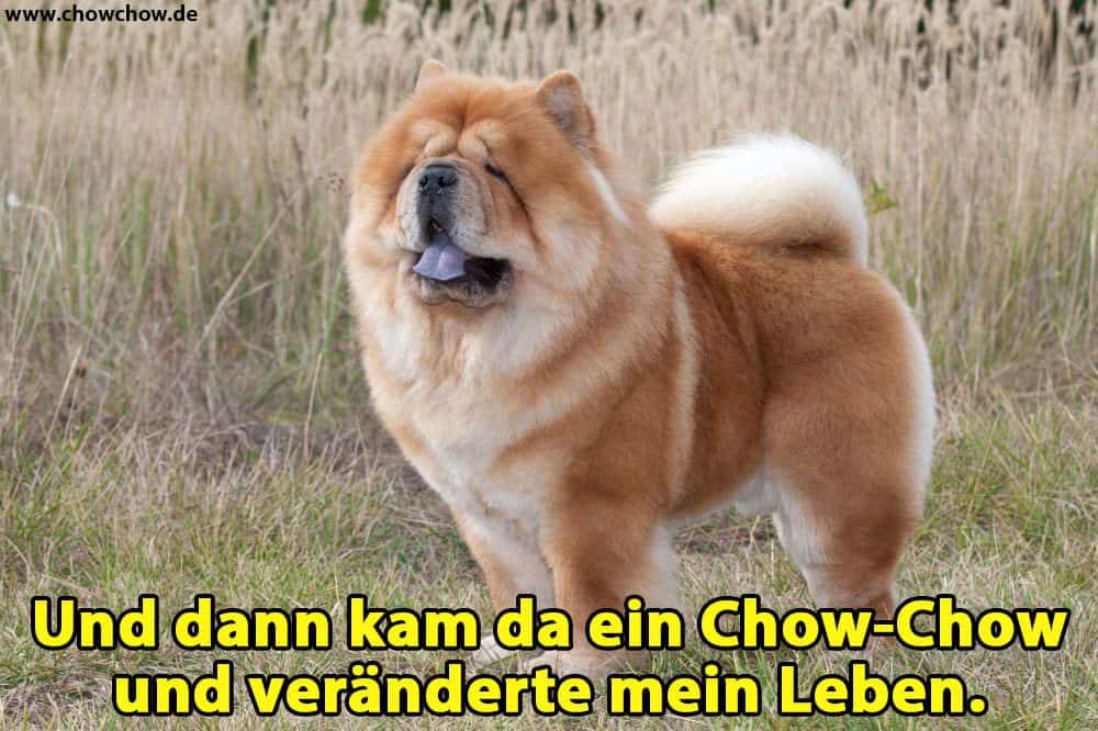 Ein Chow-Chow im Wald