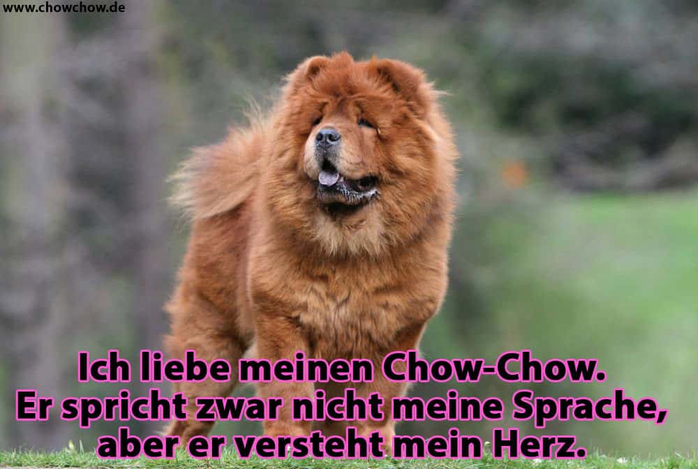 Ein Chow-Chow im Wald