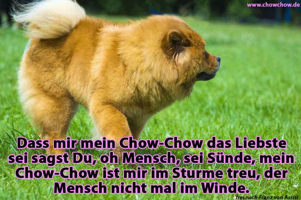 Ein Chow-Chow im Garten