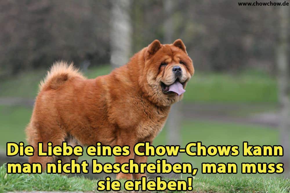 Ein Chow-Chow im Wald