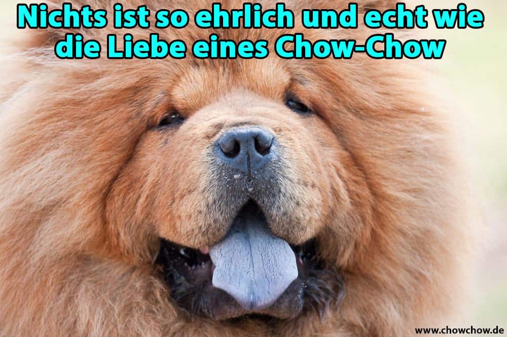 Ein Chow-Chow zeigt seine Zunge